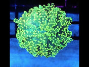 Euphyllia yaeyamaensis WYSIWYG / 425 – Video