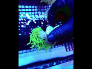 Euphyllia Glabrescens Torch Cotton Candy 2 köpfe WYSIWYG / 689 – Video