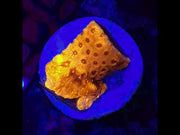 Pavona cactus 24k Gold – Video