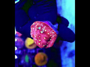Echinophyllia Chalice Ruby Sparks WYSIWYG / 446 – Video
