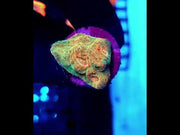 Echinophyllia Molten Moss Chalice WYSIWYG / 487 – Video