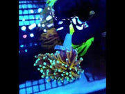 CoralPrime WYSIWYG 372 – Video 2