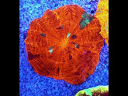 acanthophyllia mastergrade WYSIWYG / 3584 – Video