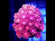 Goniopora Sakura Dream WYSIWYG - DNZ / 444 – Video