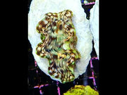 tridacna squamosa 5 - 6 cm WYSIWYG / 1951-U – Video