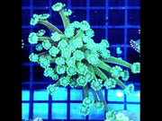 Alveopora CP Jungle Daisy WYSIWYG - DNZ / 3553 -R – Video