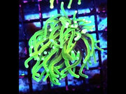 Euphyllia Glabrescens Limelight Torch Premium WYSIWYG / 340 – Video