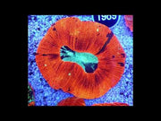 Trachyphyllia Rainbow WYSIWYG / 1403 – Video