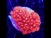 Goniopora Supernova Rose WYSIWYG / 474 – Video