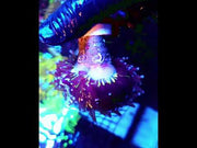 Euphyllia Glabrescens Golden Joker Torch WYSIWYG / 789 – Video