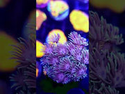 Goniopora Stellar Bloom Core WYSIWYG / 559 – Video