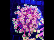 Goniopora Ultra Rainbow WYSIWYG / 8463 -R – Video