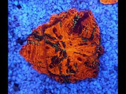 acanthophyllia mastergrade WYSIWYG / 1941 -L – Video