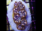 Tridacna maxima 5 - 6 cm WYSIWYG / 1439 - D – Video
