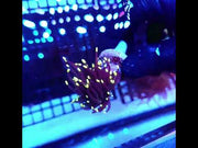Euphyllia Glabrescens Black Torch gelb Tipps 2 Köpfe WYSIWYG - DNZ / 722 – Video