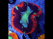 Trachyphyllia Rainbow WYSIWYG / 1408 – Video