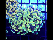 Euphyllia Holy Grail Branching Hammer 2 Köpfe WYSIWYG - DNZ / 132 – Video