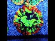 Trachyphyllia Rainbow WYSIWYG / 3569 – Video
