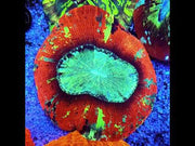 CoralPrime WYSIWYG 1993 – Video 1
