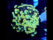 Euphyllia Branching Hammer Gold WYSIWYG - DNZ / 083 – Video