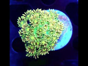 Goniopora Honey Fern WYSIWYG / 540 – Video