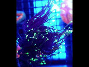 Euphyllia Glabrescens Golden Torch Dragon Soul 3 Köpfe WYSIWYG - DNZ / 455 – Video