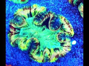 Trachyphyllia Rainbow WYSIWYG / 1415 – Video 1