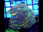 Euphyllia glabrescens Holy Grail Rapunzel Torch 3 Köpfe WYSIWYG - DNZ / 686 – Video