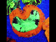 Trachyphyllia Rainbow WYSIWYG / 1938 – Video