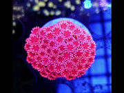 Goniopora Pink Flamingo WYSIWYG - DNZ / 506 – Video