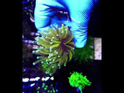 Euphyllia Glabrescens Tamer Golden Torch WYSIWYG / 771 – Video
