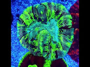 Trachyphyllia Rainbow WYSIWYG / 1996 – Video