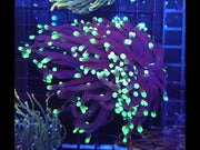 Euphyllia Glabrescens Black Torch gelb Tipps Premium WYSIWYG / 743 – Video