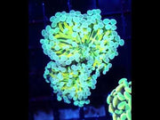 Euphyllia Hybrid Hammer Gold Stem Premium 2 Köpfe WYSIWYG / 281 – Video