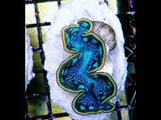 Tridacna maxima 5 - 6 cm WYSIWYG / 1439 -U – Video