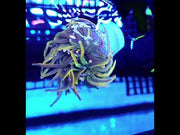 Euphyllia glabrescens Holy Grail Rapunzel Torch 3 Köpfe WYSIWYG - DNZ / 686 – Video