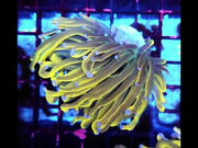 Euphyllia Glabrescens Golden Anaconda Torch WYSIWYG / 760 – Video