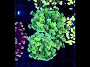 Euphyllia Branching Hammer Cosmic Honycomb 2 Köpfe WYSIWYG – DNZ / 283 – Video