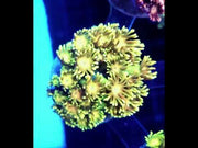 Goniopora Rainbow WYSIWYG / 784 – Video