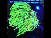 Euphyllia Glabrescens Limelight Torch 2 Köpfe Premium WYSIWYG / 702 – Video