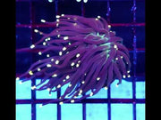 Euphyllia Glabrescens Black Torch gelb Tipps 2 Köpfe WYSIWYG - DNZ / 722 – Video