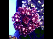 Goniopora Starburst Kiss WYSIWYG - DNZ / 530 – Video