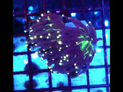 Euphyllia Glabrescens Black Torch gelb Tipps 2 Köpfe WYSIWYG – DNZ / 767 – Video