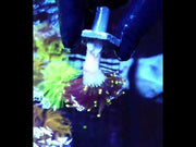 Euphyllia Glabrescens Black Torch gelb Tipps WYSIWYG – DNZ / 737 – Video