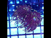 Euphyllia Glabrescens Black Torch gelb Tipps 2 Köpfe WYSIWYG - DNZ / 234 – Video