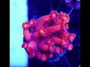 Goniopora Rot WYSIWYG - DNZ / 656 – Video