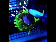 CoralPrime WYSIWYG 756 – Video 2