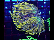 Euphyllia glabrescens Holy Grail Rapunzel Torch 3 Köpfe WYSIWYG - DNZ / 672 – Video