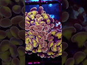 Euphyllia Branching Hammer Honey Grape Special Selection WYSIWYG - DNZ / 047 – Video
