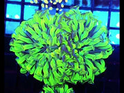 Euphyllia paraancora Hammer Venom Kiss 2 Köpfe WYSIWYG - DNZ / 268 – Video